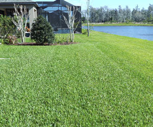 Grass Seed Mat a 49,99€